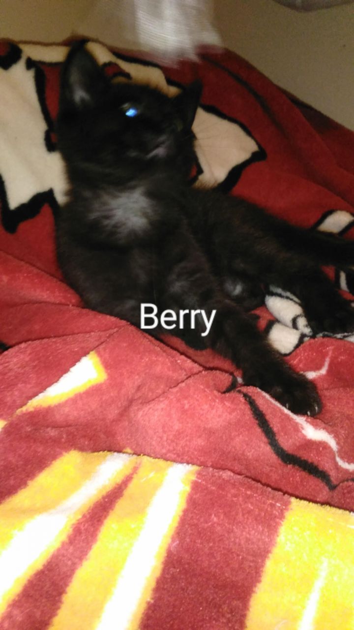 Berry 2