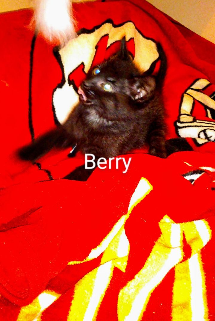 Berry 3