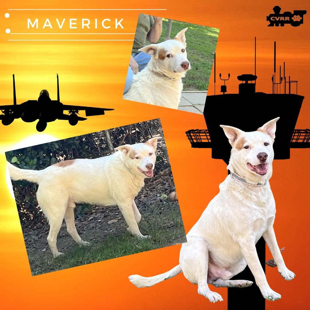 Maverick