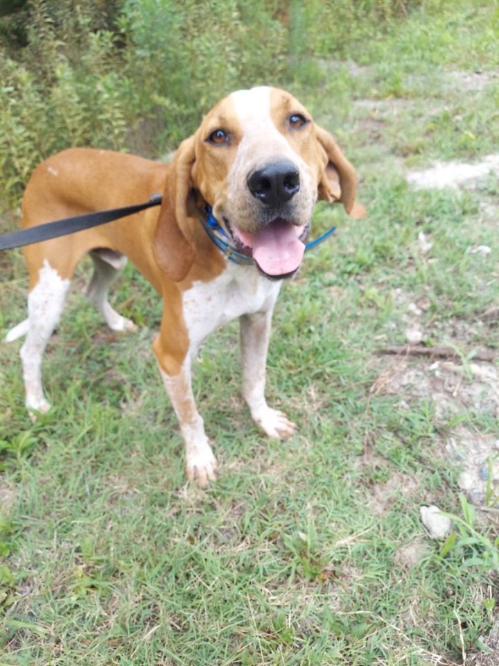 Dog for adoption - Jetsen, a Coonhound in Chesapeake, VA | Petfinder