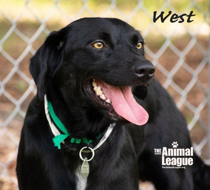 West, an adopted Boykin Spaniel & Australian Cattle Dog / Blue Heeler Mix in Clermont, FL_image-3