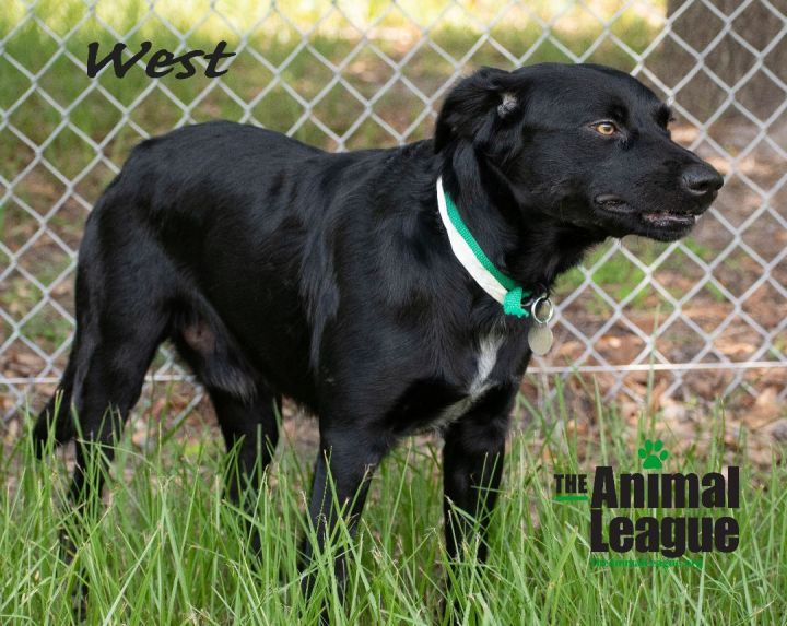 West, an adopted Boykin Spaniel & Australian Cattle Dog / Blue Heeler Mix in Clermont, FL_image-4