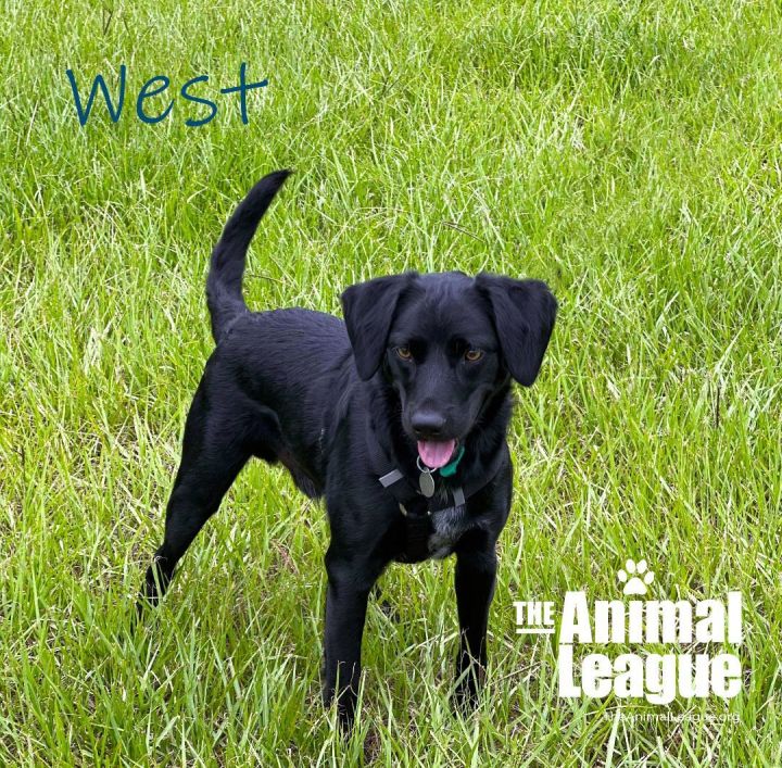 West, an adopted Boykin Spaniel & Australian Cattle Dog / Blue Heeler Mix in Clermont, FL_image-1