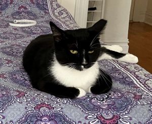 Pepper is a handsome black and white kitty with the cutest white markings on his face And check out