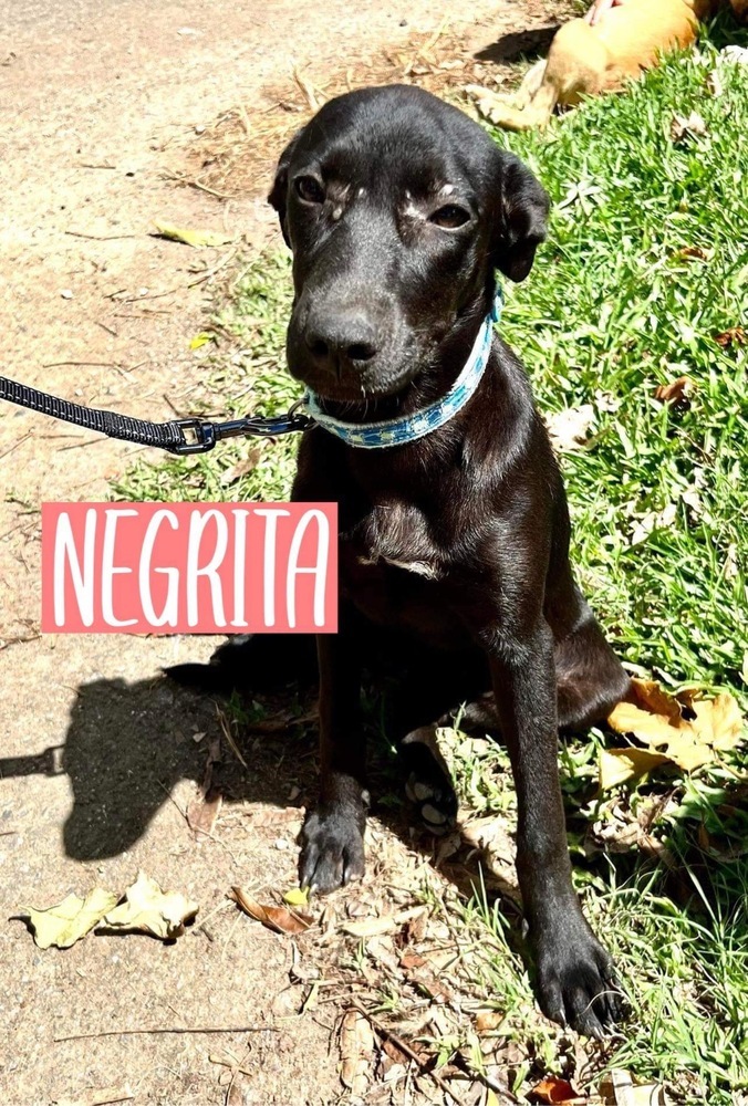 NEGRITA