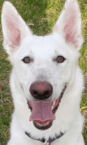 Dog for adoption - Jagger, a Border Collie & Husky Mix in Cambridge, ON ...