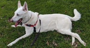 Dog for adoption - Jagger, a Border Collie & Husky Mix in Cambridge, ON ...