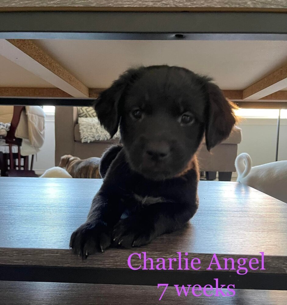 Maybugs: Charlie's Angel