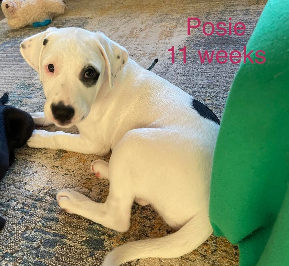 Maybugs: Posie