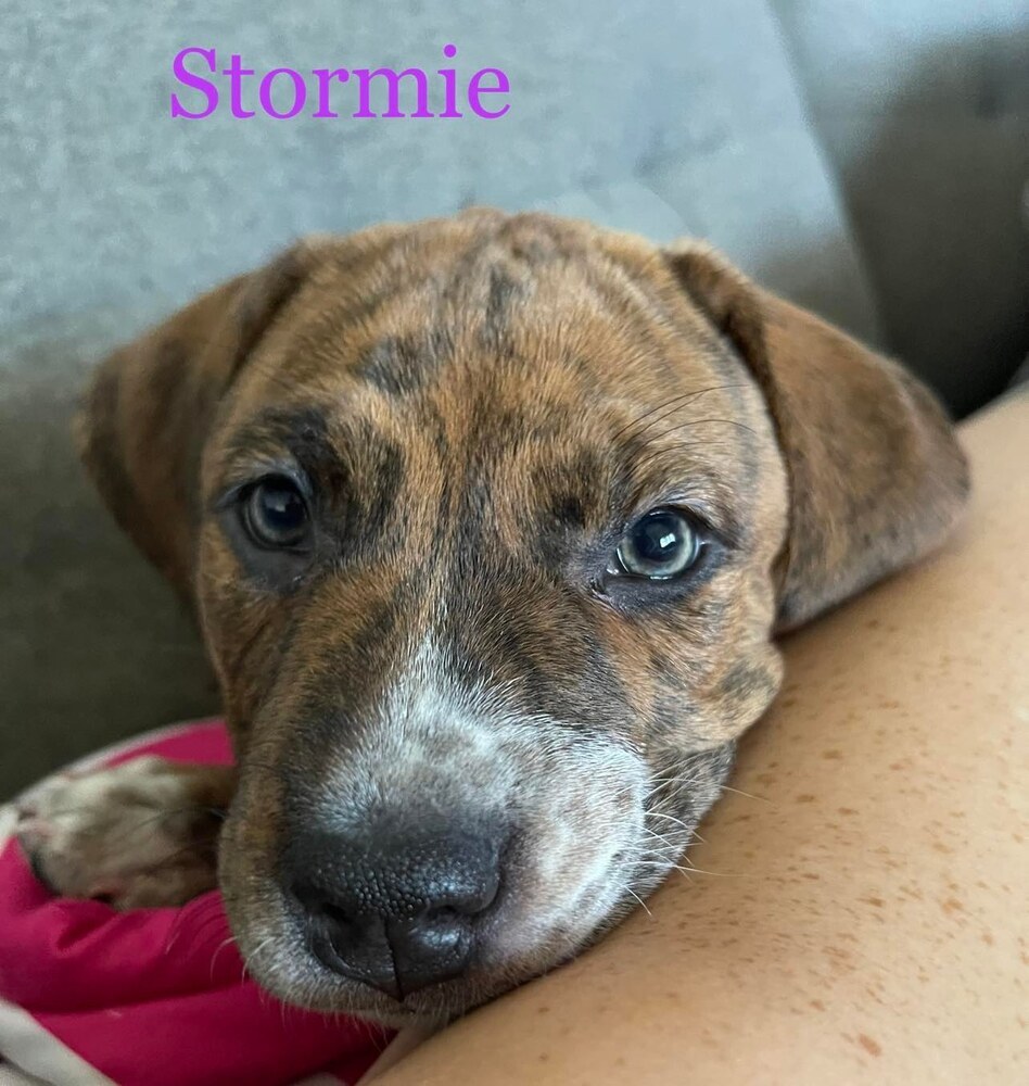 Maybugs: Stormie