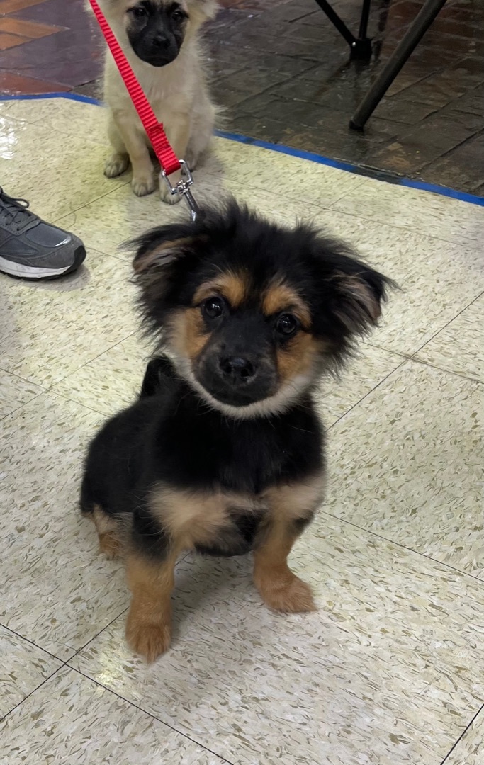 Darling Small Yorkie Terrier Mix Puppies!