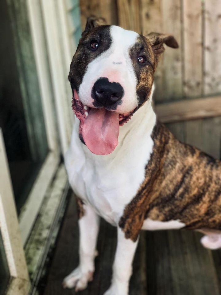 is peanut butter good for a bull terrier