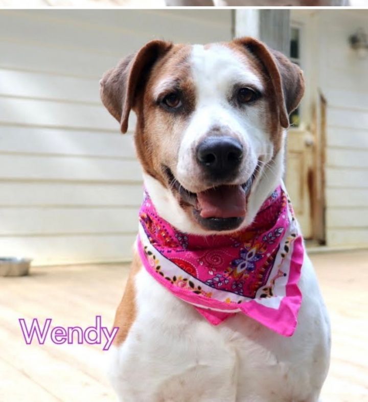 Wendy , an adopted Hound Mix in Jackson, MS_image-1