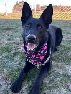 Tilly, an adoptable German Shepherd Dog in Dover, NH, 03820 | Photo Image 5