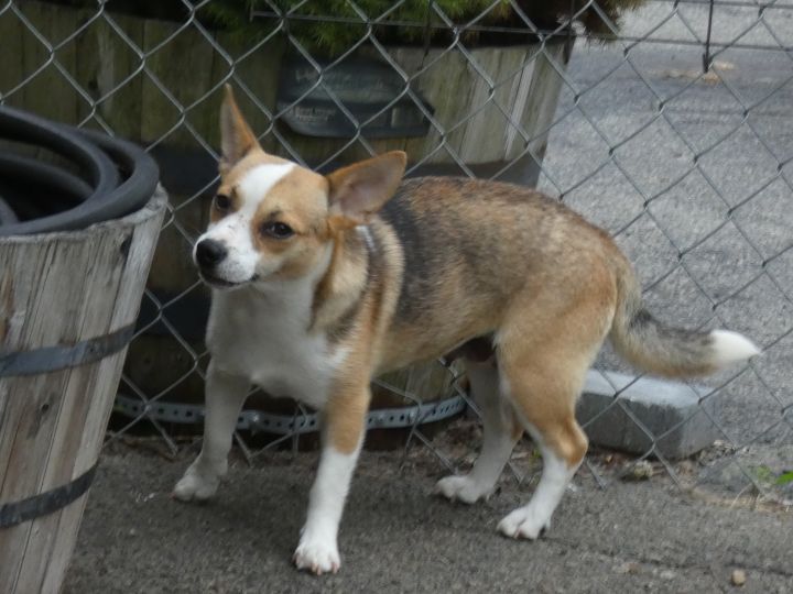 Pecan, an adopted Cairn Terrier & Feist Mix in Bloomingdale, NJ_image-3