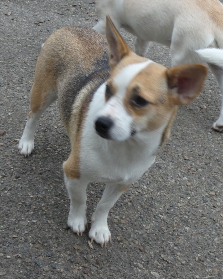 Pecan, an adoptable Cairn Terrier & Feist Mix in Bloomingdale, NJ_image-6