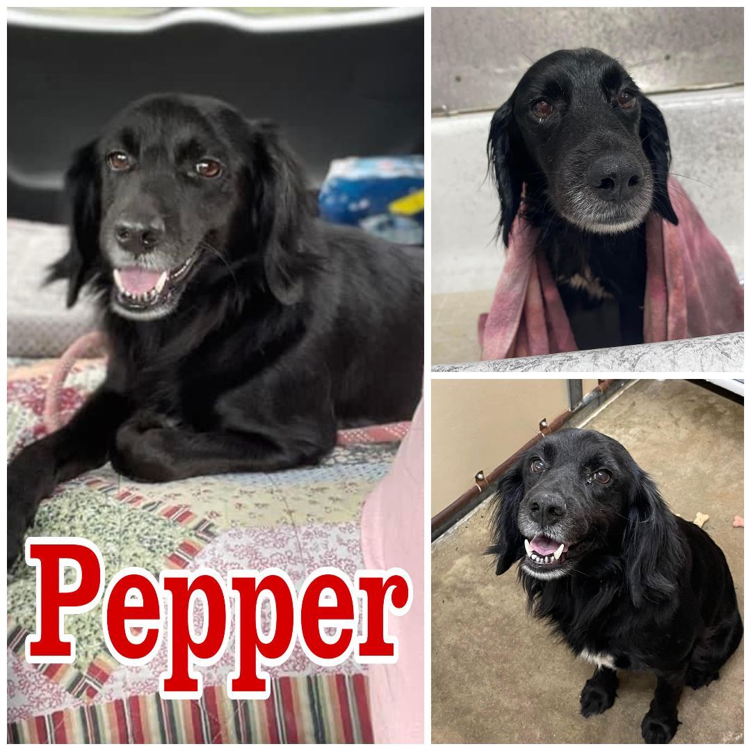 Pepper