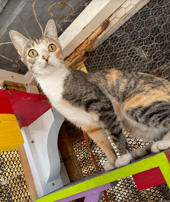 Pumpkin, an adoptable Calico & Tabby Mix in Williamsburg, NM_image-3