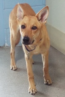 Surprise, an adoptable Shepherd in Green Valley, AZ, 85614 | Photo Image 7