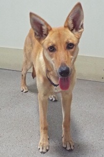 Surprise, an adoptable Shepherd in Green Valley, AZ, 85614 | Photo Image 8
