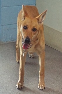 Surprise, an adoptable Shepherd in Green Valley, AZ, 85614 | Photo Image 9