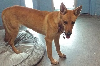 Surprise, an adoptable Shepherd in Green Valley, AZ, 85614 | Photo Image 10