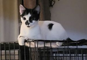 Stella Domestic Short Hair Cat