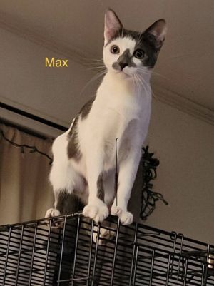 You can fill out an adoption application online on our official websiteHI My name is Max My siste
