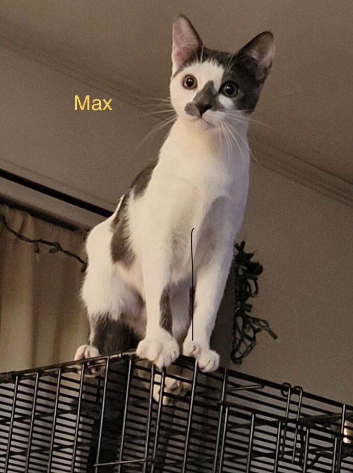 Max