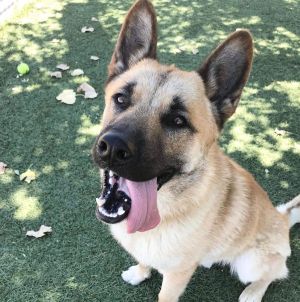 Sonny, Young Male Akita