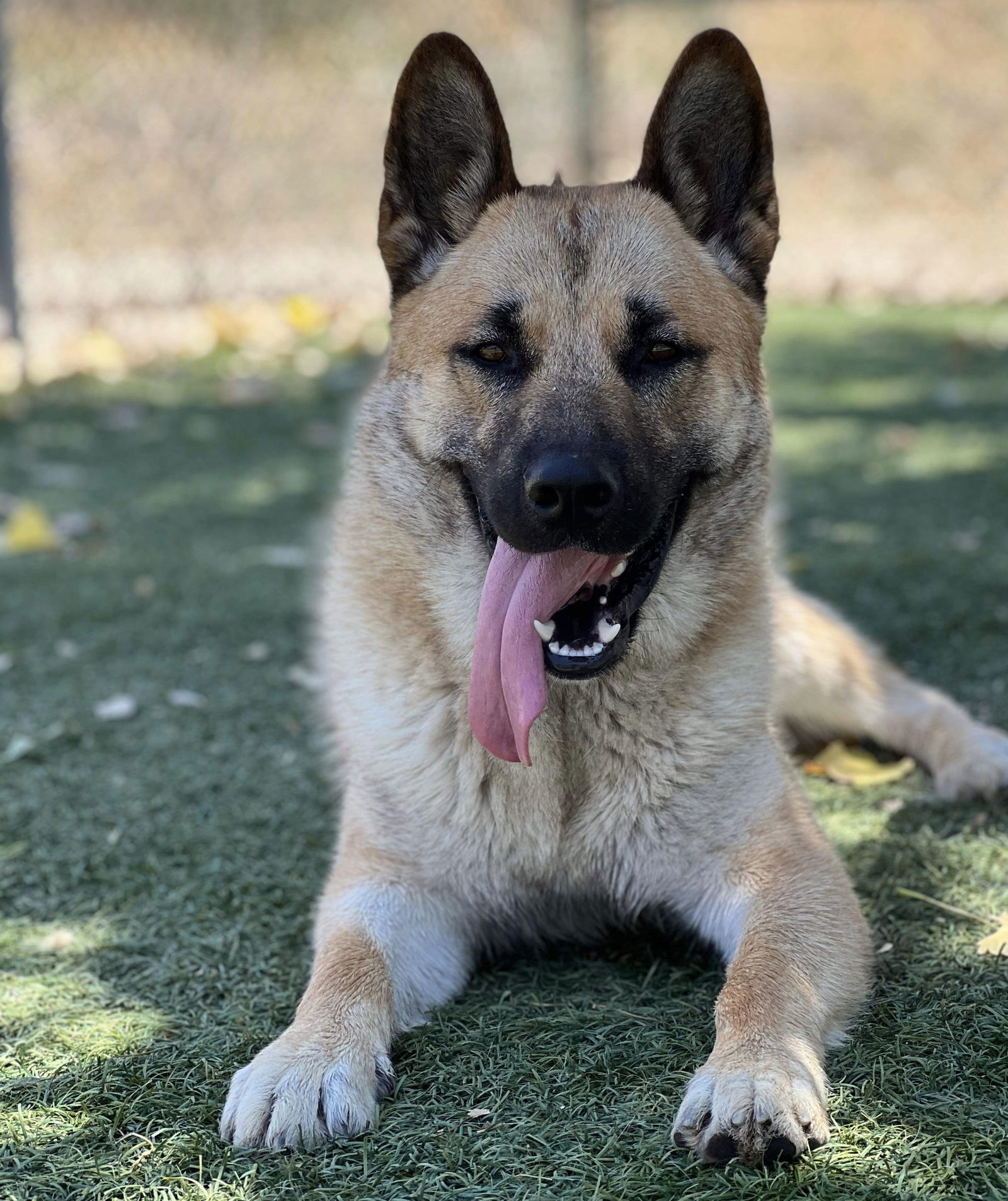 Sonny, an adoptable Akita, German Shepherd Dog in Santa Clarita, CA, 91322 | Photo Image 2