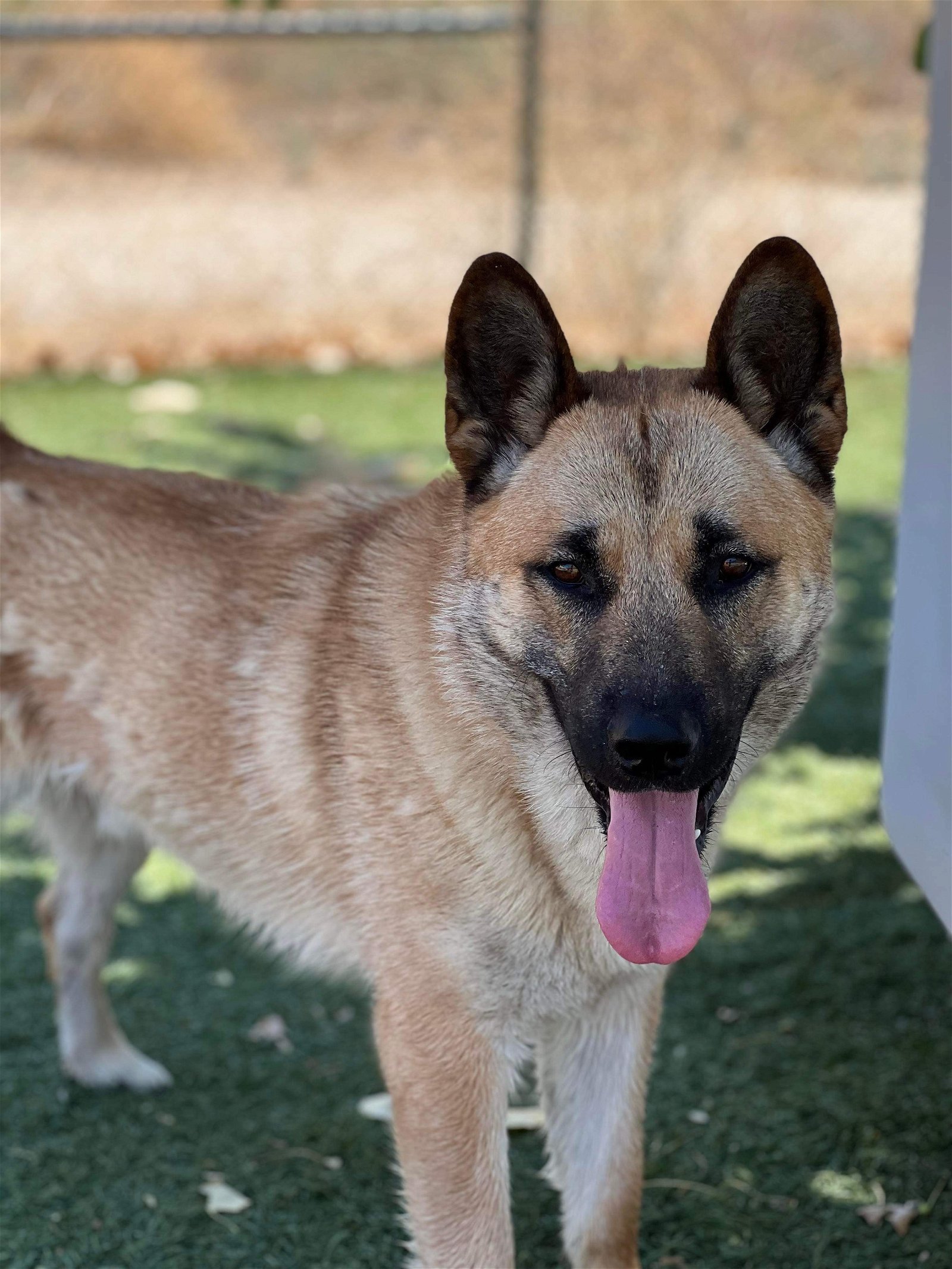 Sonny, an adoptable Akita, German Shepherd Dog in Santa Clarita, CA, 91322 | Photo Image 3