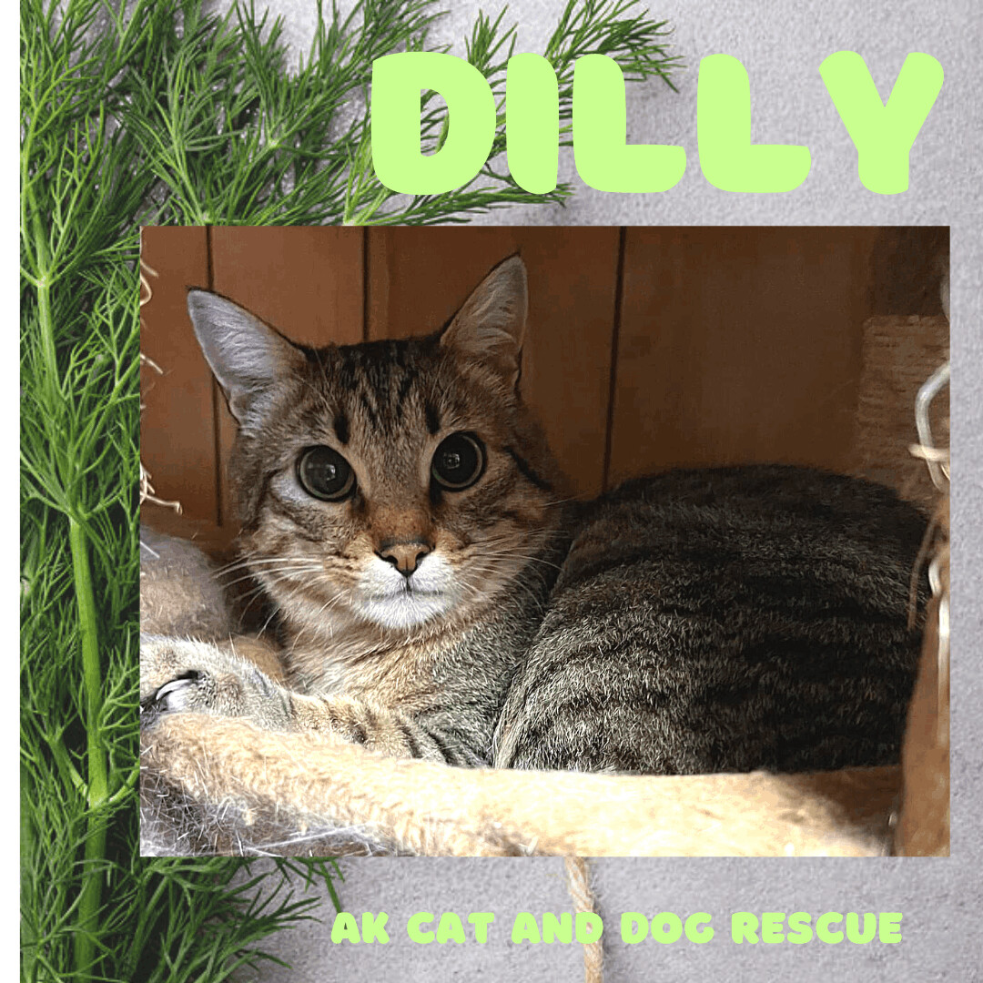 Dilly, an adoptable Tabby in Wasilla, AK, 99654 | Photo Image 1