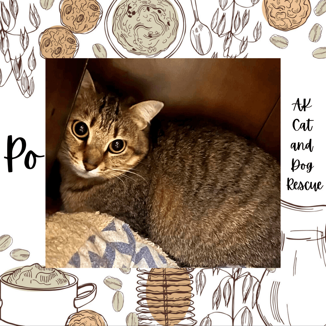 Po, an adoptable Tabby in Wasilla, AK, 99654 | Photo Image 1