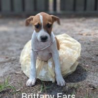 Brittany Ears