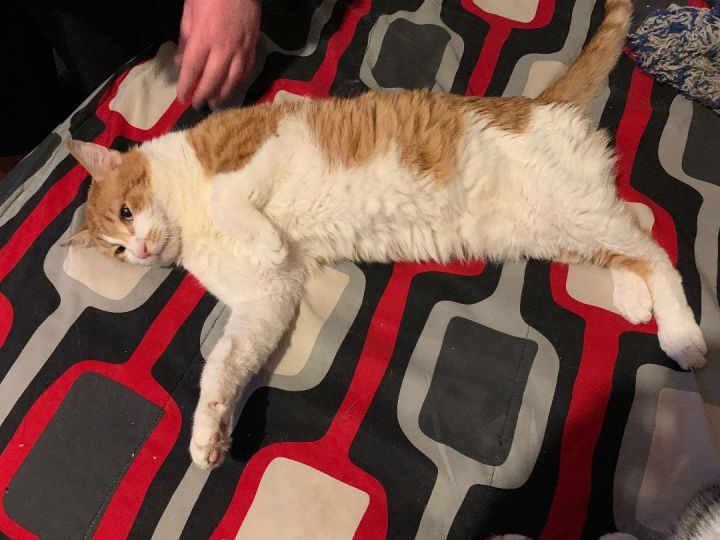 Tigger 4
