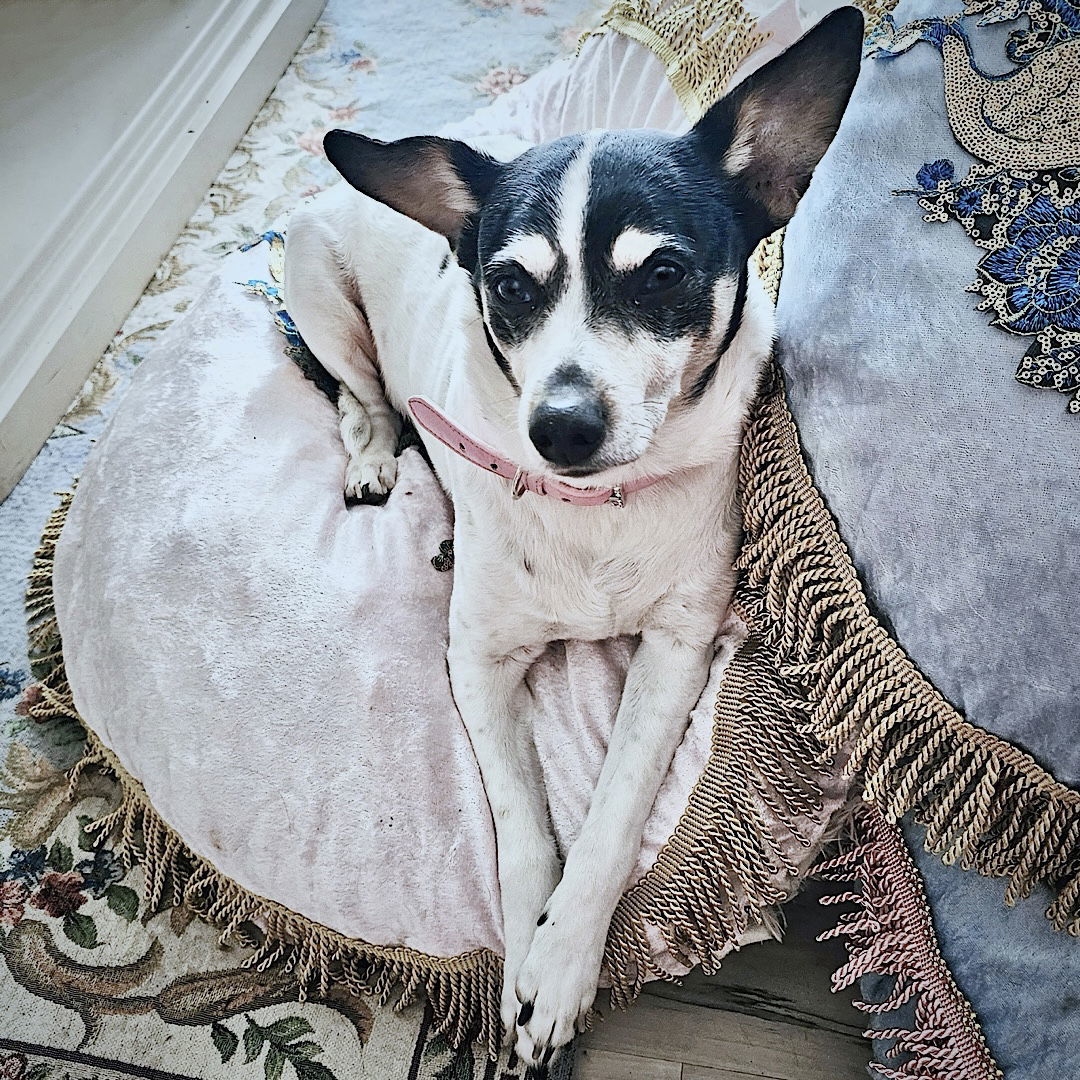 Dog for adoption Jax (WA), a Rat Terrier in Pullman, WA Petfinder