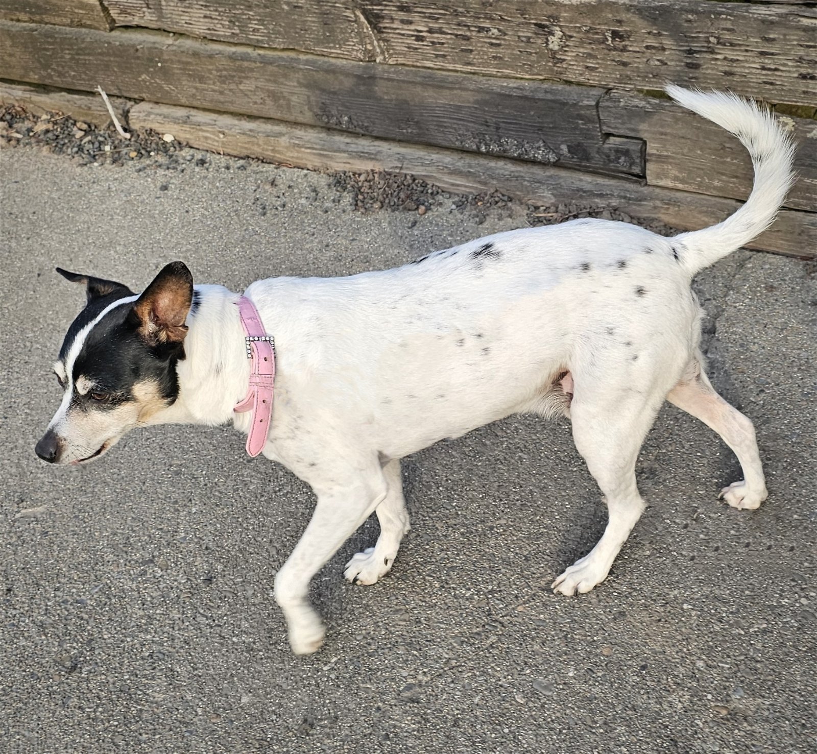 Jax (WA), an adoptable Rat Terrier in Pullman, WA, 99163 | Photo Image 2