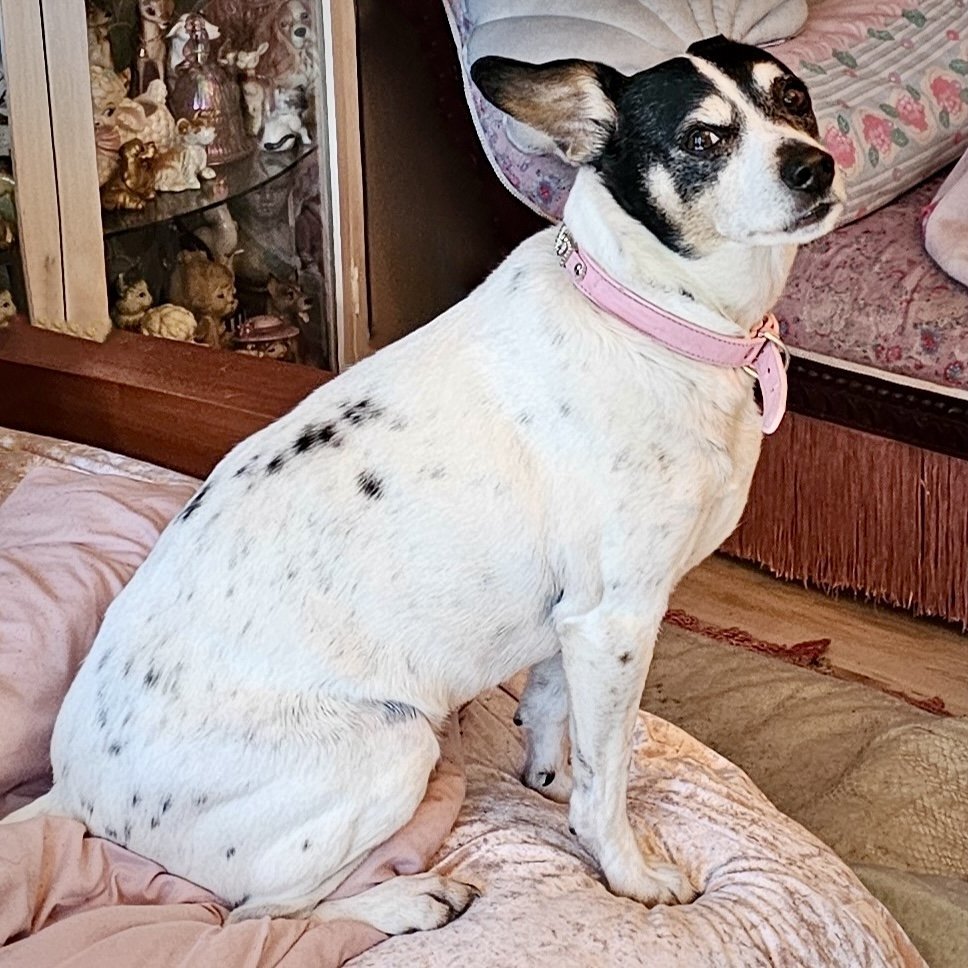 Jax (WA), an adoptable Rat Terrier in Pullman, WA, 99163 | Photo Image 3