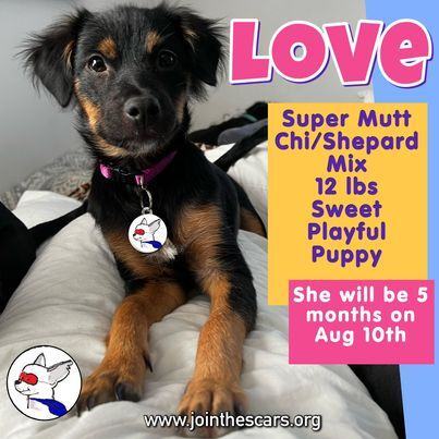 Love, an adoptable Chihuahua & Shepherd Mix in Glendora, CA_image-1