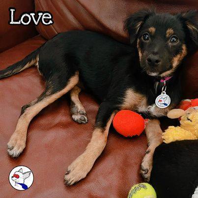 Love, an adoptable Chihuahua & Shepherd Mix in Glendora, CA_image-2