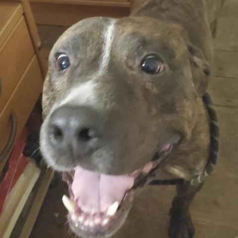Trooper, an adoptable Pit Bull Terrier in Bealeton, VA, 22712 | Photo Image 1