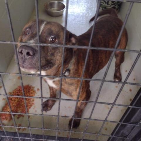 Trooper, an adoptable Pit Bull Terrier in Bealeton, VA, 22712 | Photo Image 2