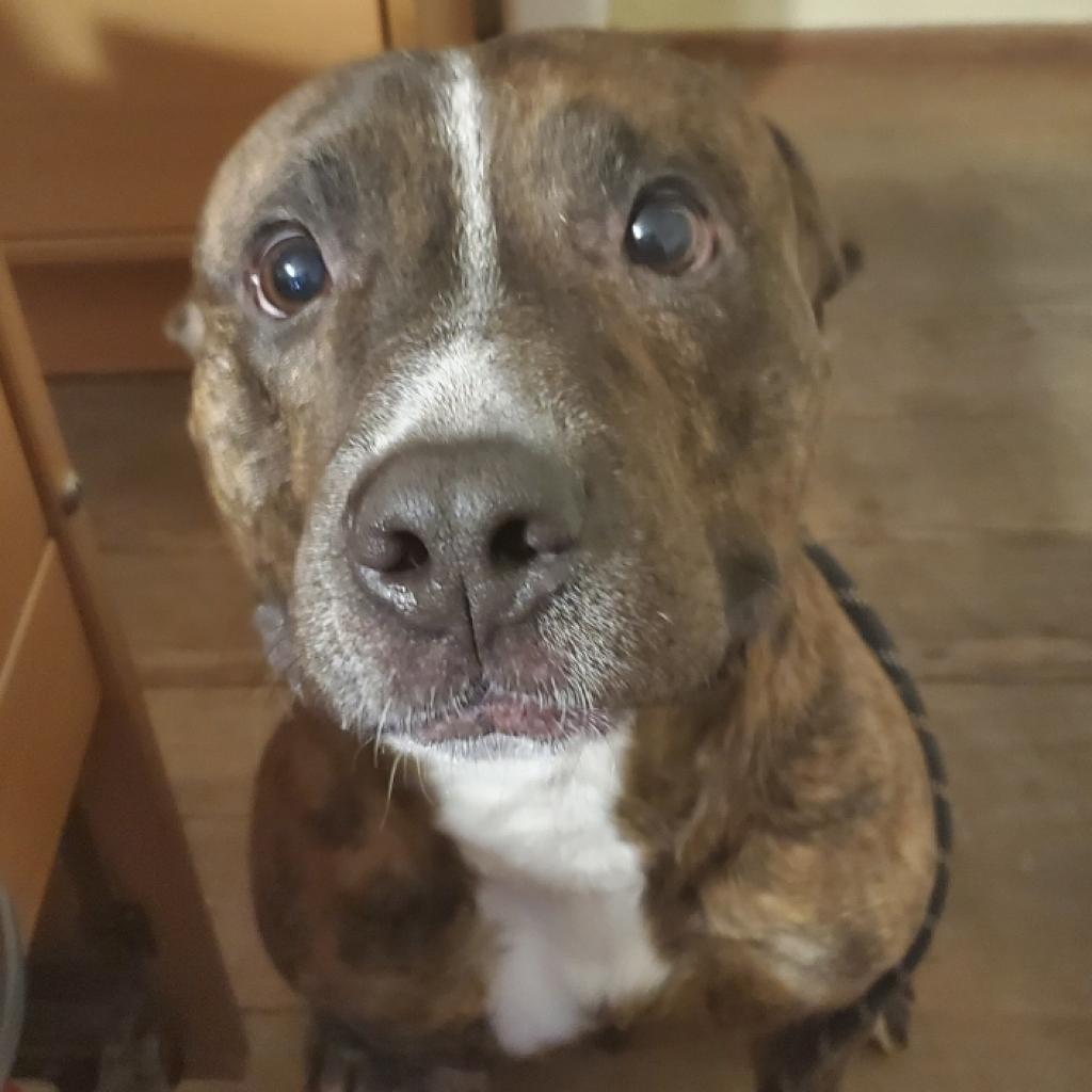 Trooper, an adoptable Pit Bull Terrier in Bealeton, VA, 22712 | Photo Image 2