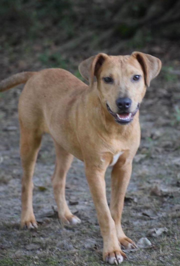 Yellow lab store and beagle mix