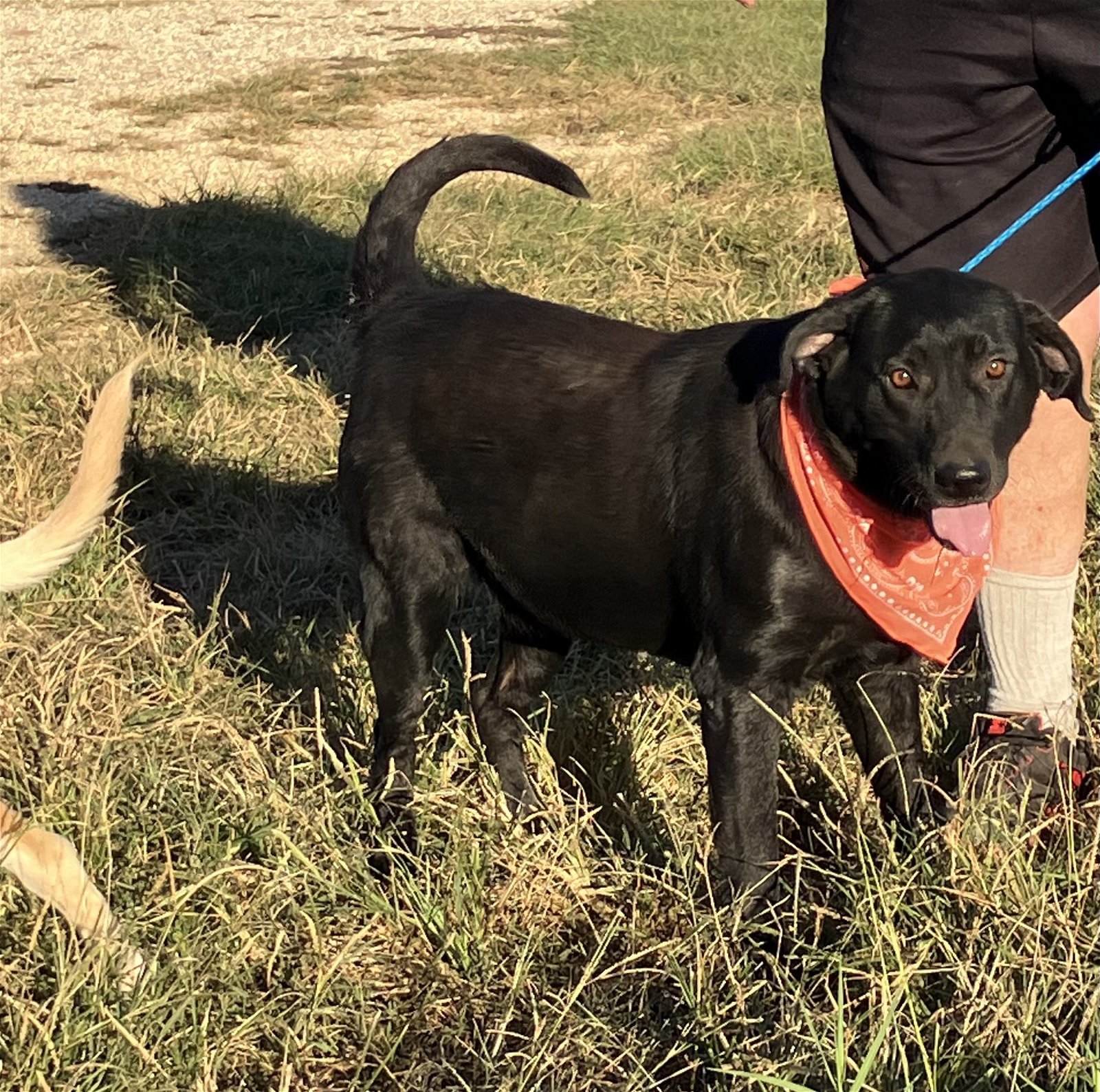 Bailey, an adoptable Labrador Retriever in Slidell, LA, 70469 | Photo Image 1