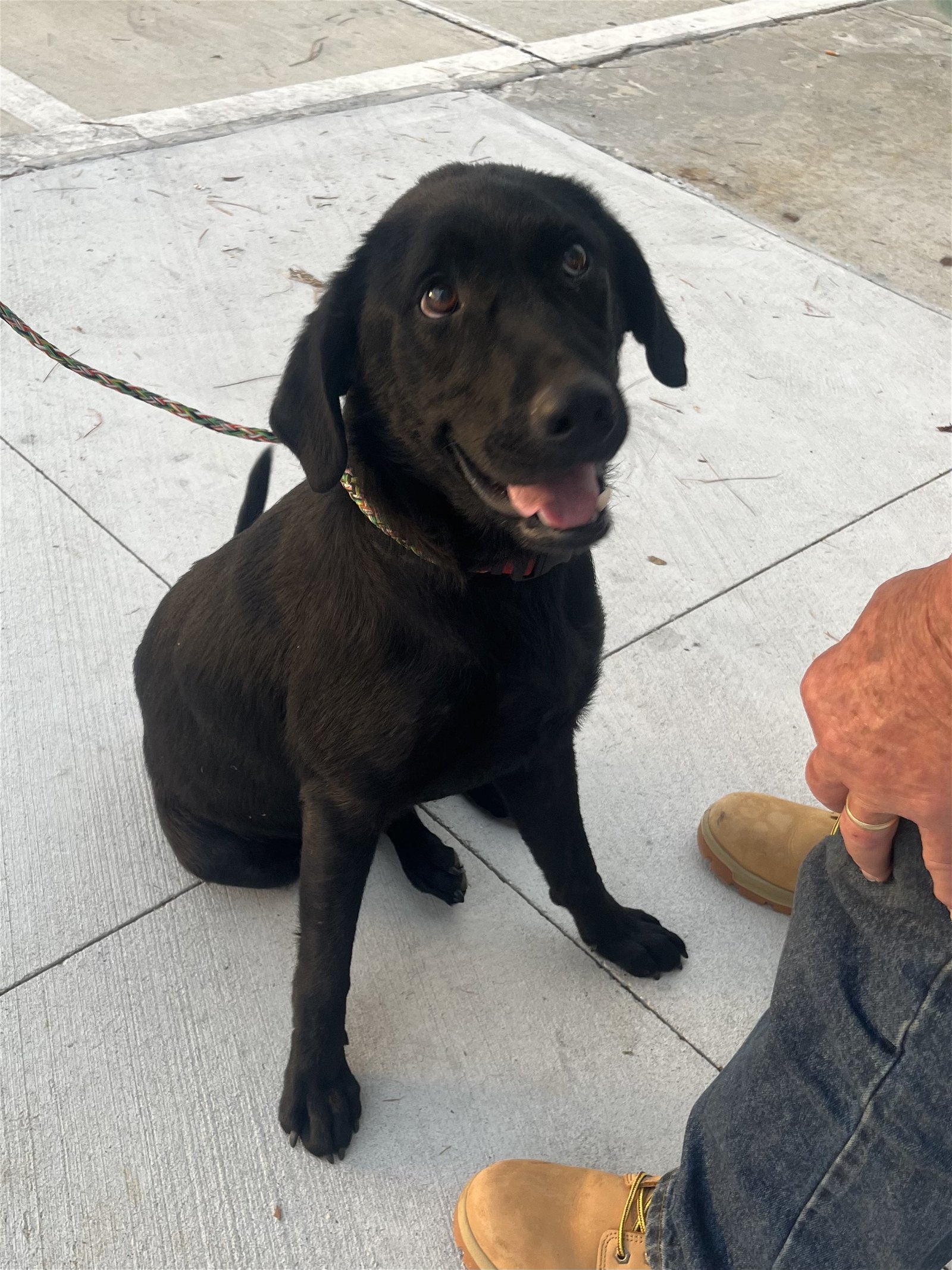 Bailey, an adoptable Labrador Retriever in Slidell, LA, 70469 | Photo Image 2