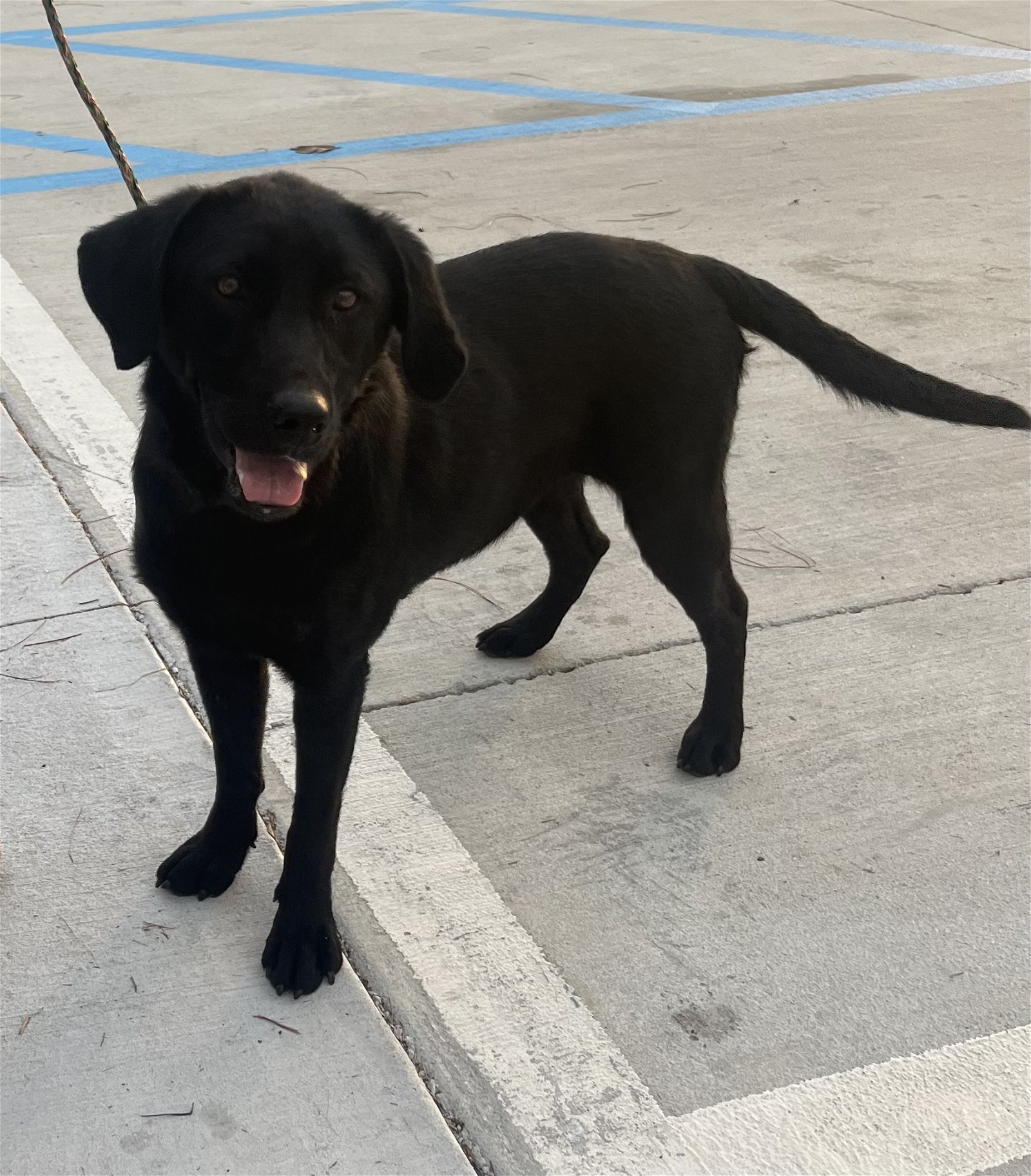 Bailey, an adoptable Labrador Retriever in Slidell, LA, 70469 | Photo Image 3