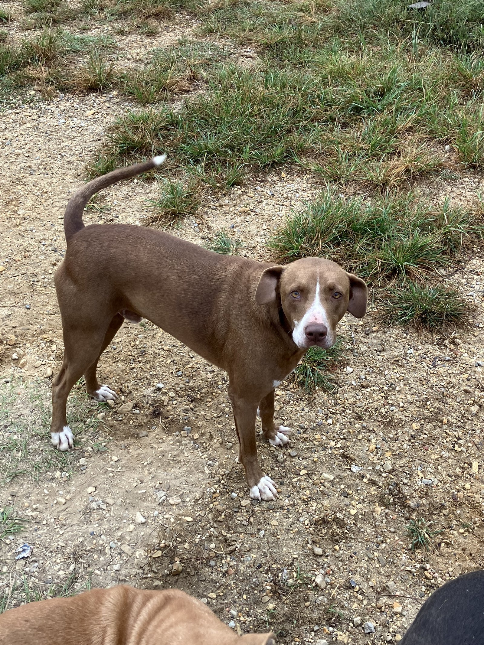 Goober, an adoptable Labrador Retriever, Hound in Slidell, LA, 70469 | Photo Image 1