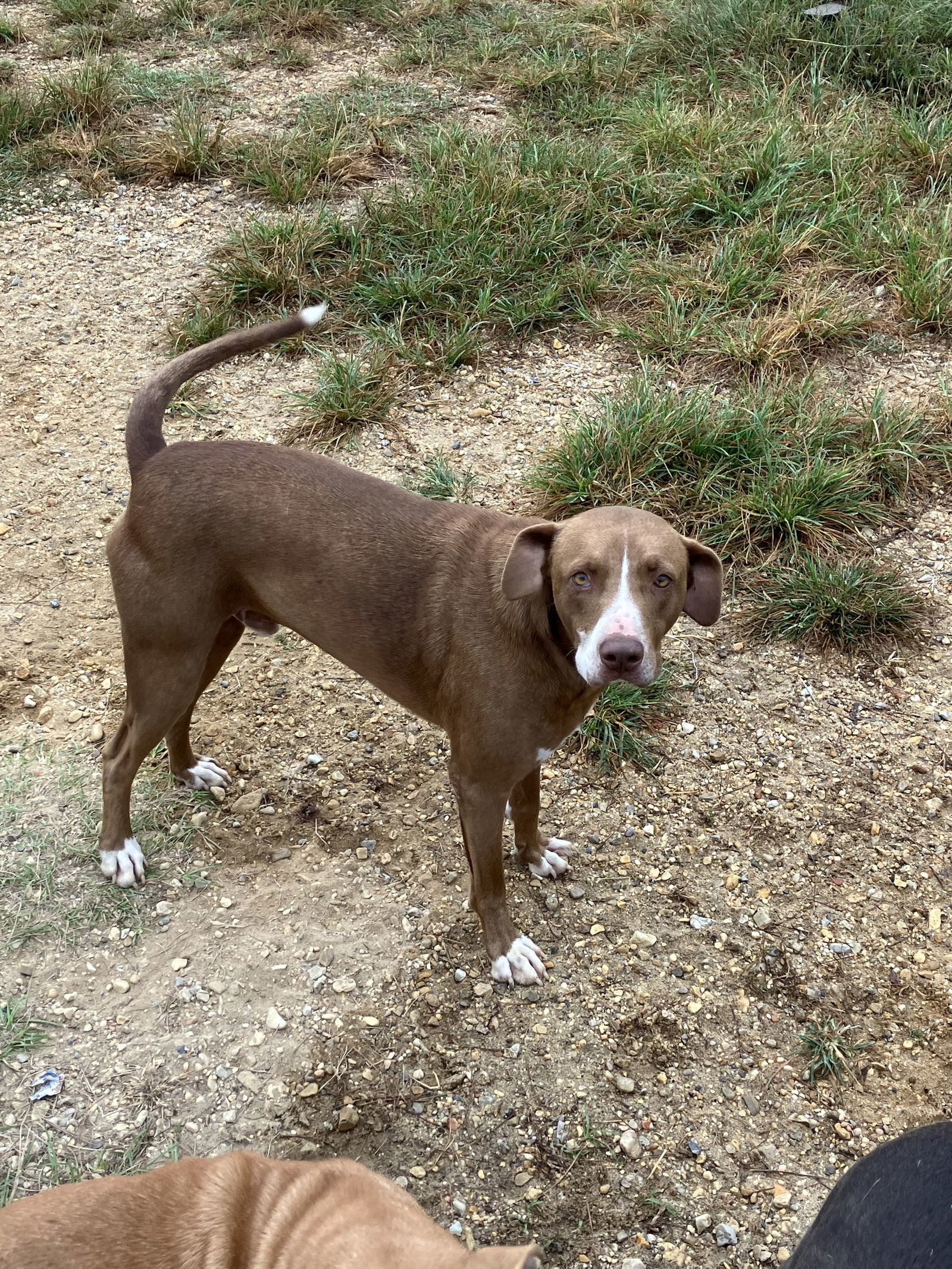 Goober, an adoptable Labrador Retriever, Hound in Slidell, LA, 70469 | Photo Image 1